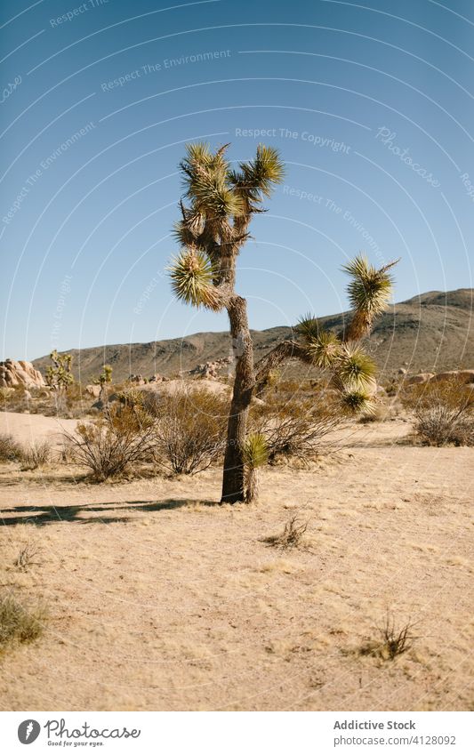 Desert landscape on hot sunny day desert dry sand nature arid wild heat rock cactus blue sky grass terrain plant picturesque natural summer trip destination