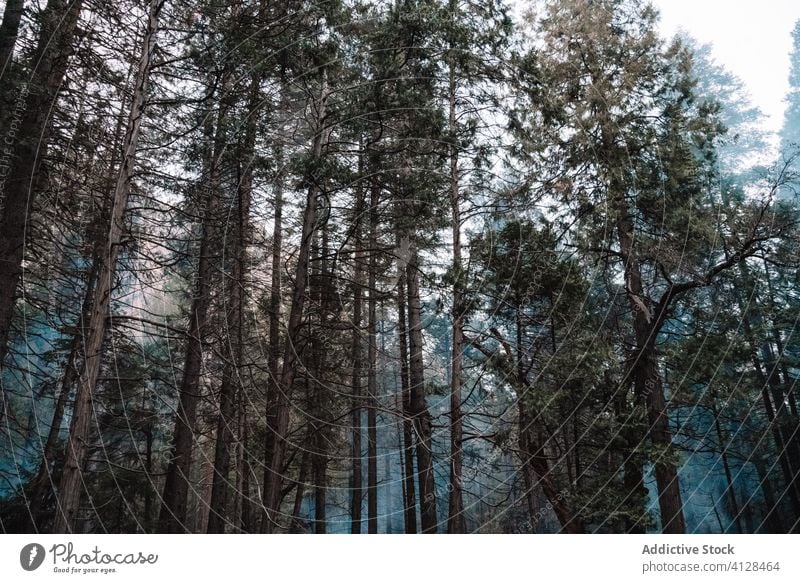 Coniferous trees in foggy forest coniferous sequoia mist tall high landscape woods national park yosemite united states california usa nature tranquil evergreen