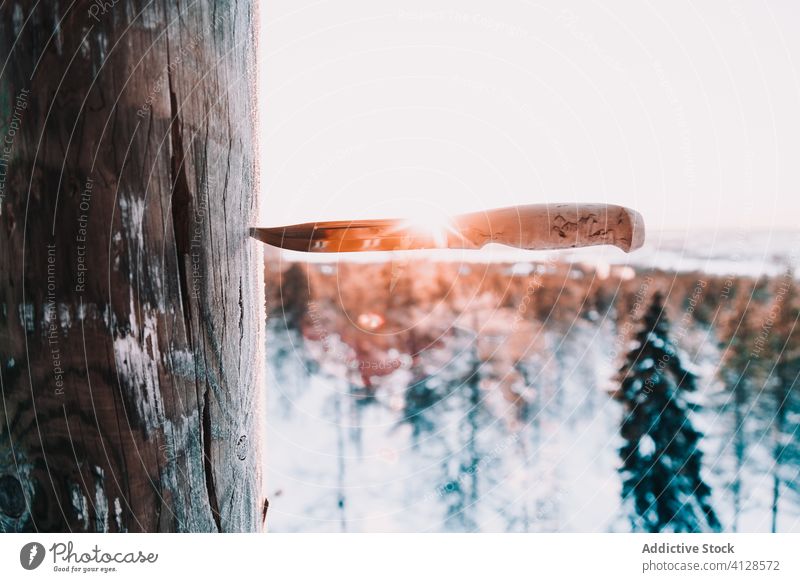 Knives in pine tree in winter forest knife stuck trunk snow lumber tool professional sharp nature frost white wood countryside equipment woods timber backlit