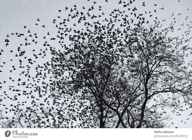 starling crowd Amazing animal animals in the wild background beautiful beauty bird black blue cloud decoration design dusk feather flight flock flock of birds