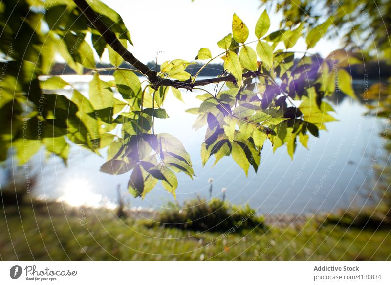 Tree branches near lake in sunlight landscape idyllic nature harmony sunbeam spectacular peace breathtaking scenery picturesque untouched tranquil beauty sky