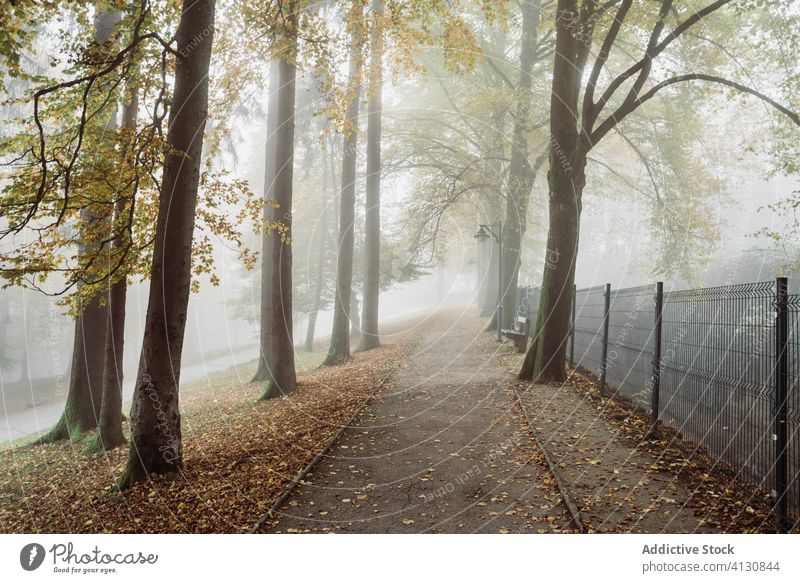 Misty street along dark autumn park in overcast weather alley mist streetlight gloomy fog solitude haze walkway woods foggy streetlamp freedom silent plant