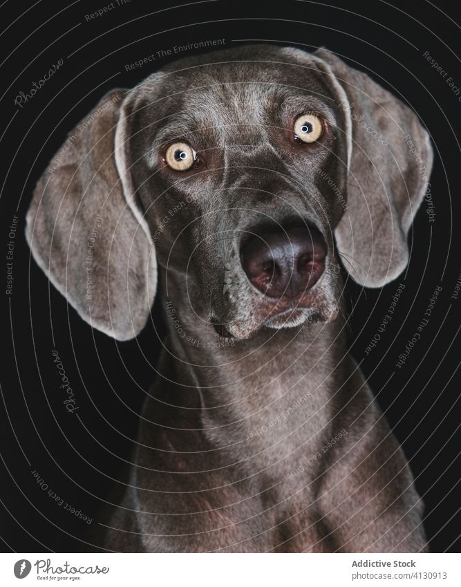 Funny Weimaraner dog on black background weimaraner breed purebred pet animal muzzle funny pedigree gundog stare canine domestic adorable loyal appearance