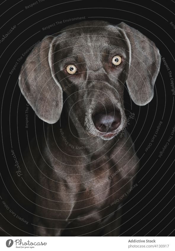 Funny Weimaraner dog on black background weimaraner breed purebred pet animal muzzle funny pedigree gundog stare canine domestic adorable loyal appearance