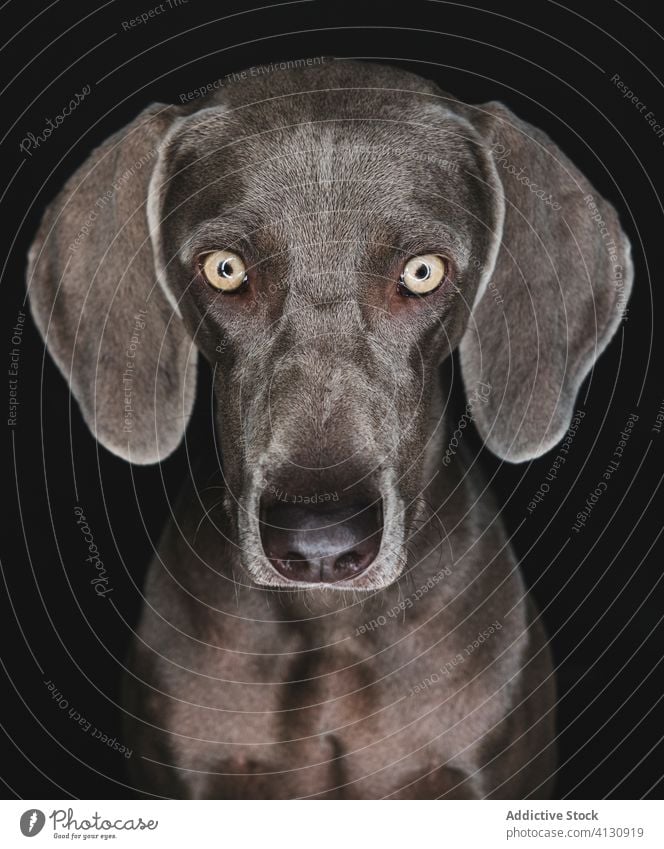 Funny Weimaraner dog on black background weimaraner breed purebred pet animal muzzle funny pedigree gundog stare canine domestic adorable loyal appearance