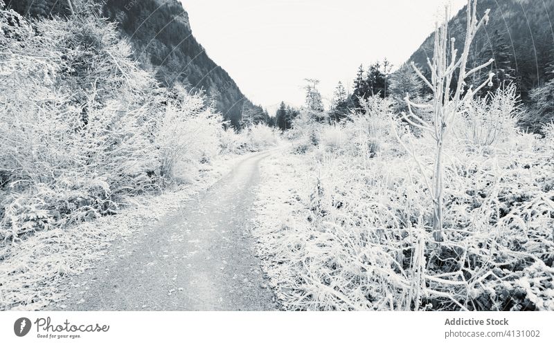 Frozen young trees and bushes along empty dirt road in winter highland frost snow shrub valley slope mountain snowy rime pathway hill peaceful hoarfrost travel