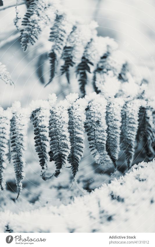 Frozen grass and bushes in winter day leaf frost snow hoarfrost glade rime plant stalk frozen snowy field floral wintry foliage season botanic wild cold organic