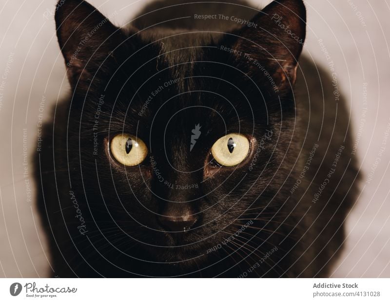 Black cat looking at camera black muzzle stare eye gaze pet attentive curious bombay animal green eyes domestic feline mammal cute adorable fur interest friend