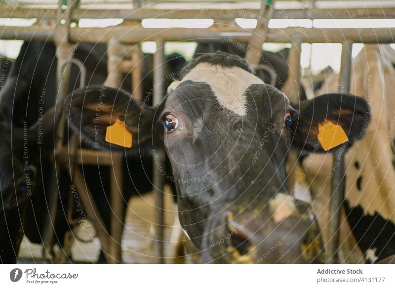 Herd of domestic cows standing in stall hay farm fence countryside ranch dairy stable paddock creature enclosure cattle mammal livestock production environment