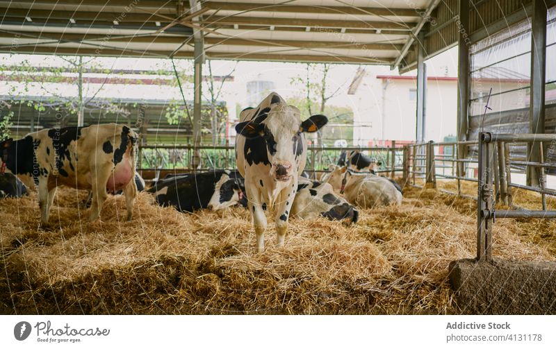 Herd of domestic cows standing in stall hay farm fence countryside ranch dairy stable paddock creature enclosure cattle mammal livestock production environment