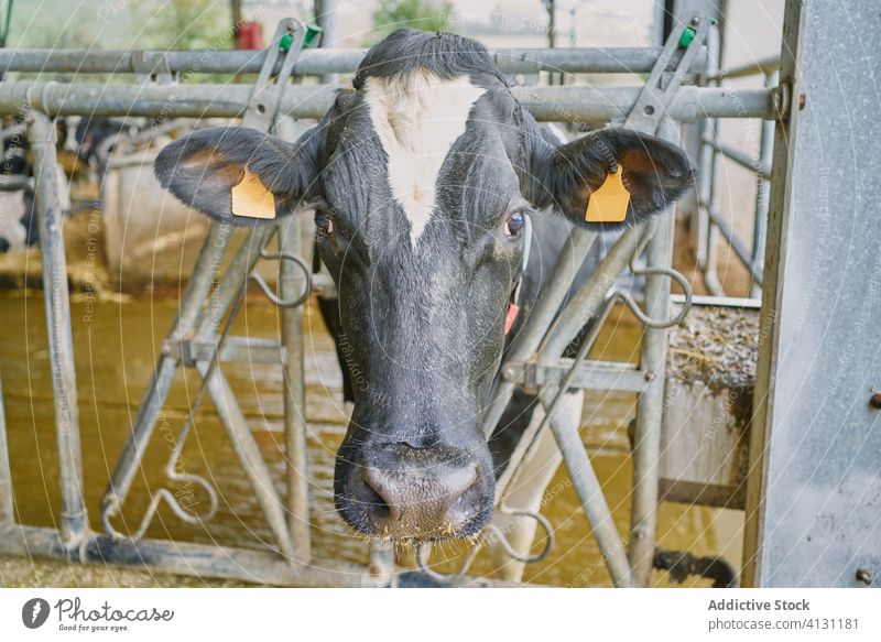 Herd of domestic cows standing in stall hay farm fence countryside ranch dairy stable paddock creature enclosure cattle mammal livestock production environment