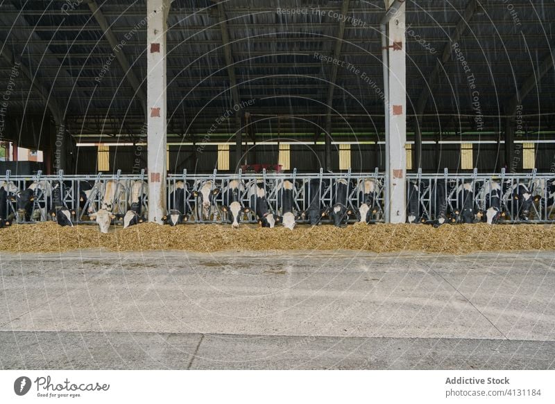 Interior of modern cow barn in farm interior hay fence roof agriculture countryside ranch village domestic farmland rural graze production husbandry stable