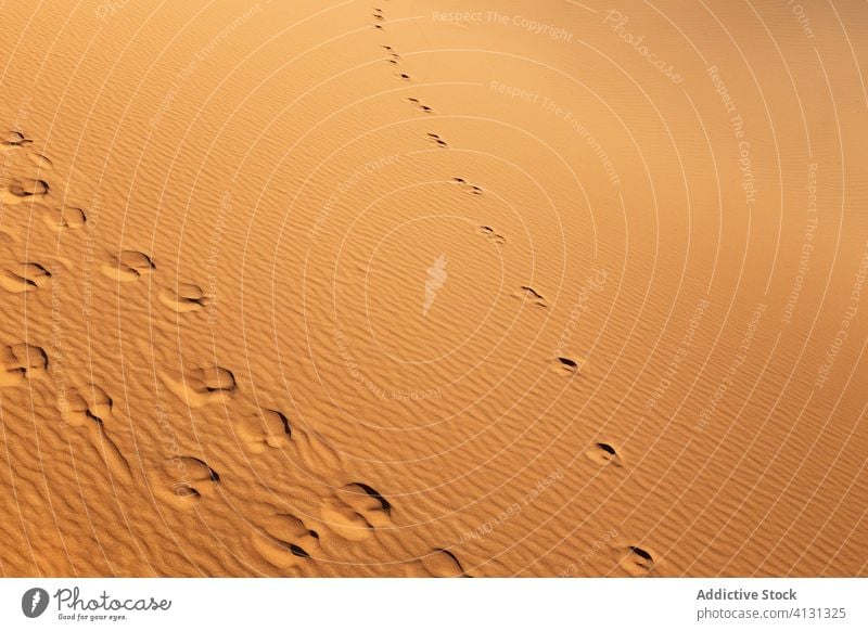 Camel footprints on sand dunes in desert camel landscape background picturesque trace route caravan morocco africa nature scenery dry ripple arid climate sunny