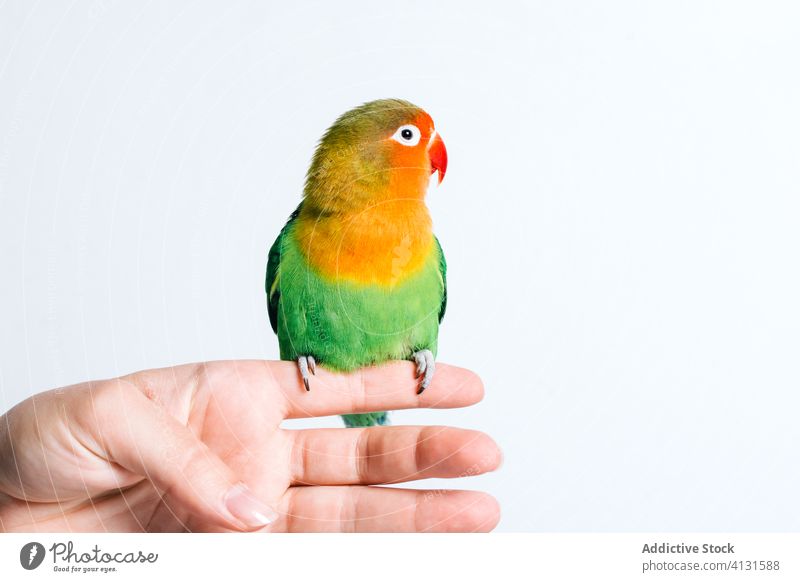 Little colorful parrot on female hand bird lovebird little cute avian exotic tropical fauna beak wild bright vivid animal vibrant adorable show demonstrate