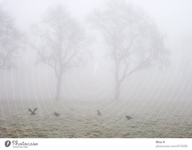 november Animal Autumn Winter Weather Bad weather Fog Tree Field Wild animal Pigeon Cold Gloomy Moody Grief Death Fatigue November mood Crow Shroud of fog