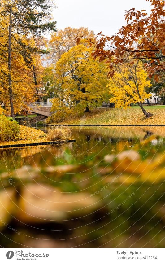 Low angle vertical shot to canal water, bridge and to red oak and yellow maple trees during autumn day at Bastion Hill Park, Riga, Latvia. Fall near canal. Foliage at park near curvy stream.