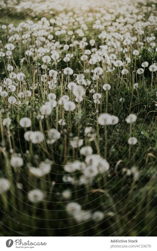 Field of fluffy dandelions in summer fuzz meadow green delicate nature flower flora field sunny idyllic bloom blossom tranquil growth seed grass plant serene