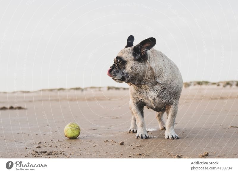 French Bulldog on sandy beach french bulldog tennis ball seashore animal domestic cute wet pet playful coast nature active joy adorable toy stand freedom mammal