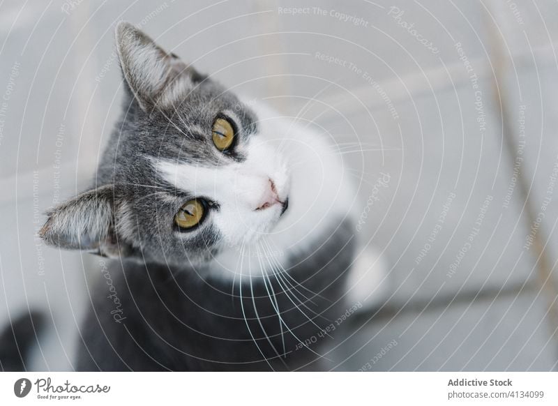 Cute cat sitting on paved street sidewalk relax pavement city fluff animal homeless rest pet gray feline fur adorable cute mammal daytime creature calm tranquil