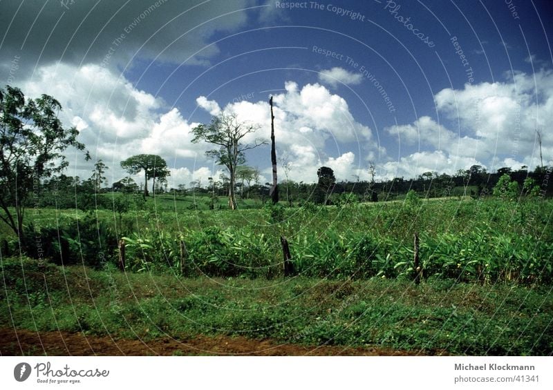 Zelaya Sur Virgin forest Logging Americas Agriculture Nicaragua colonisation