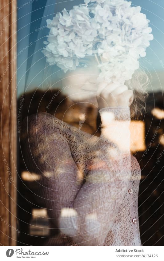 Tender woman with flowers near window tender hydrangea cozy smile plant charming home comfort female glad floral gentle natural beauty soft peaceful tranquil