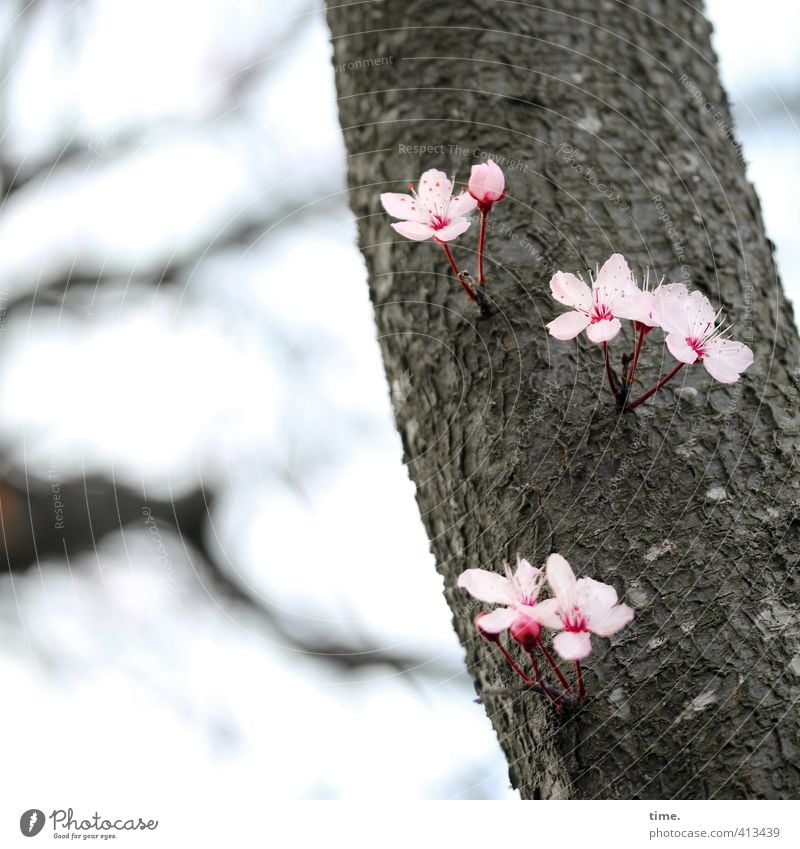 Plant where there is a will ... Environment Nature Spring Tree Blossom Branch Green Pink Emotions Joie de vivre (Vitality) Spring fever Willpower Determination