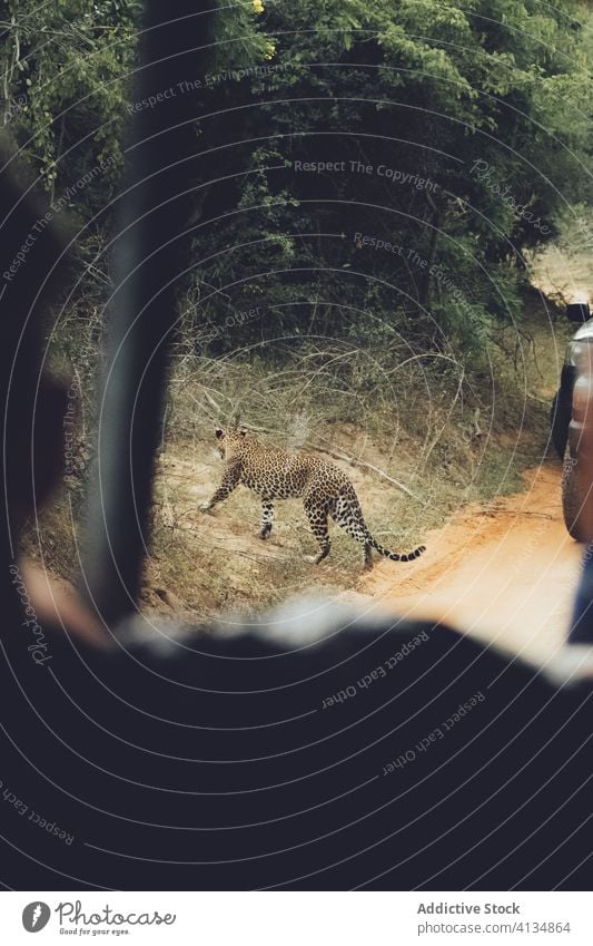 Cheetah walking in safari park cheetah nature wild travel wildlife tour car animal transport predator tourism journey landscape green tree natural environment