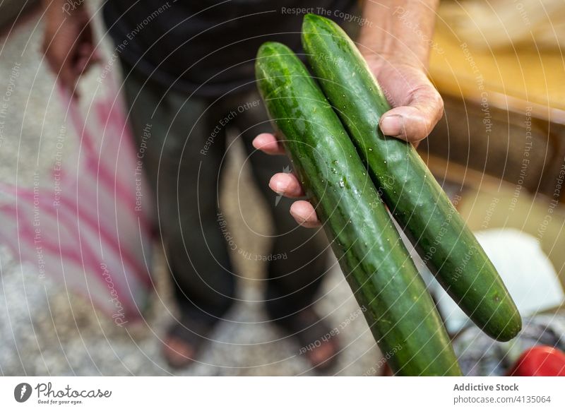 Crop farmer showing at camera green cucumbers garden harvest vegetable plantation food agriculture cultivate hand man ripe agronomy gardener fresh natural