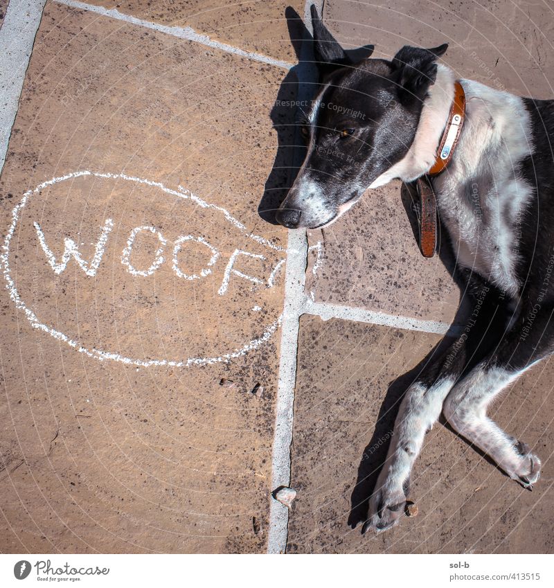 woof Animal Pet Dog 1 Funny Black White Grouchy Salutation Dog's head Chalk drawing Joke Rest Speech bubble Animal sounds Lie Cynical Greyhound Terrace