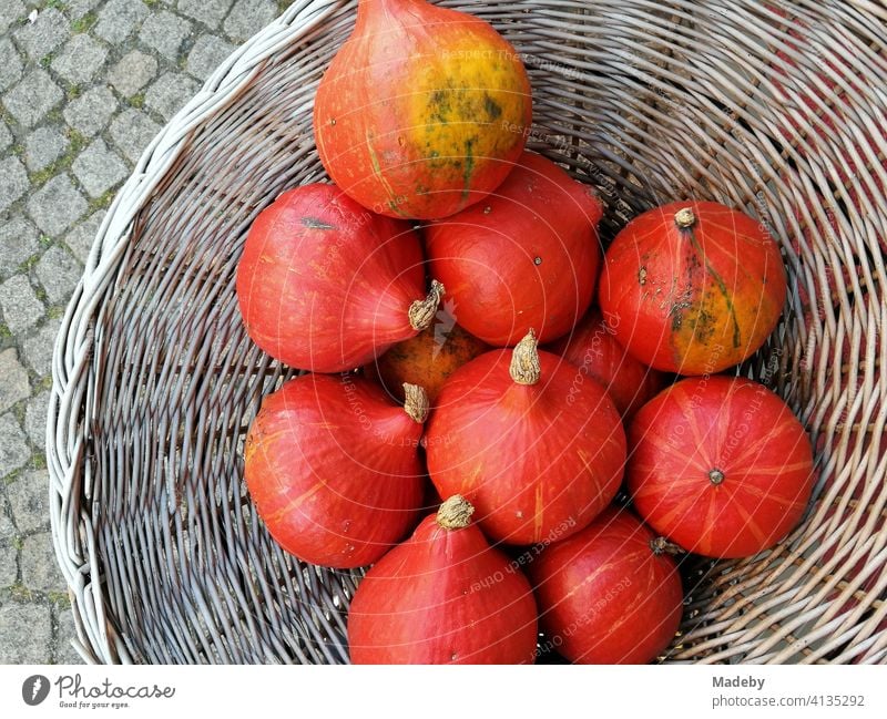 Hokkaido pumpkin in red in a round basket on old cobblestones in the Hanseatic town of Lemgo near Detmold in East Westphalia-Lippe Pumpkin Hokkaido Pumpkin Bus