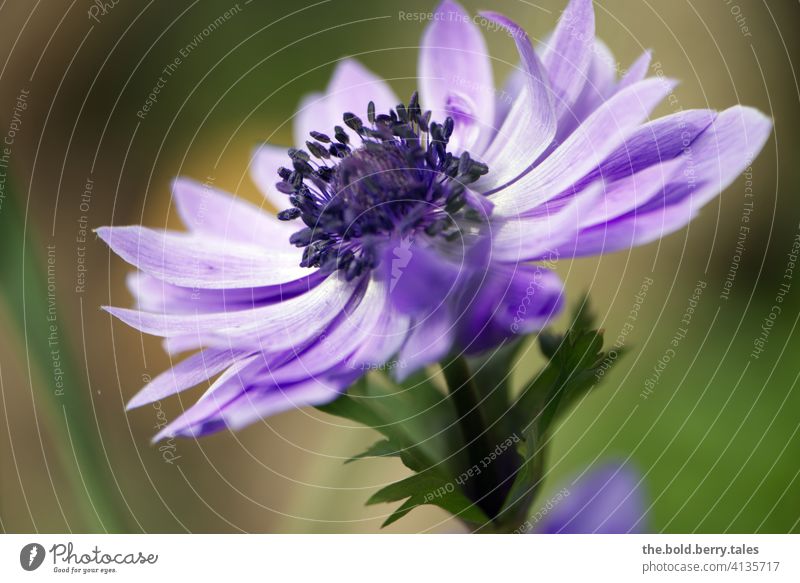 Anemone purple / violet anemone Flower Blossom Shallow depth of field Blossoming Plant Nature Spring Colour photo Garden Exterior shot Close-up pretty