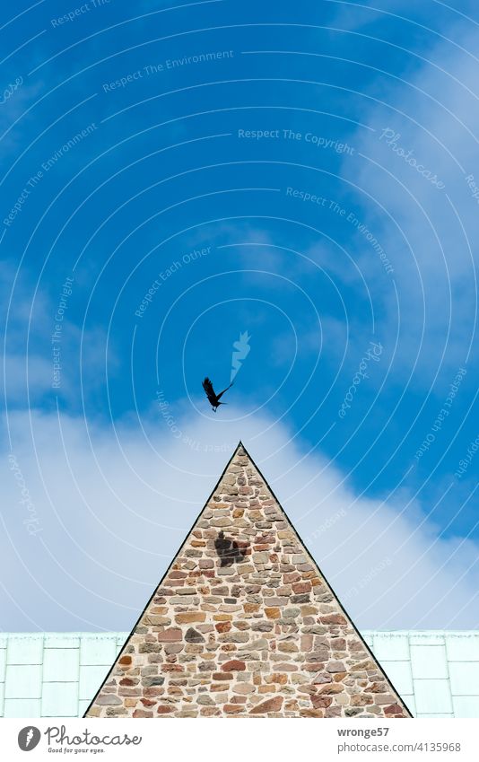 Boundless | a crow flies over the roofs of a church, its shadow falls on the masonry of the same boundless Crow Church church roof Flying flight Sky