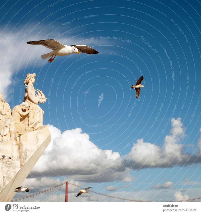 enjoy the view Sky Clouds Summer Beautiful weather Lisbon Portugal Tourist Attraction Monument Vasco da Gama Wing Claw Seagull 4 Animal Flying Natural Blue