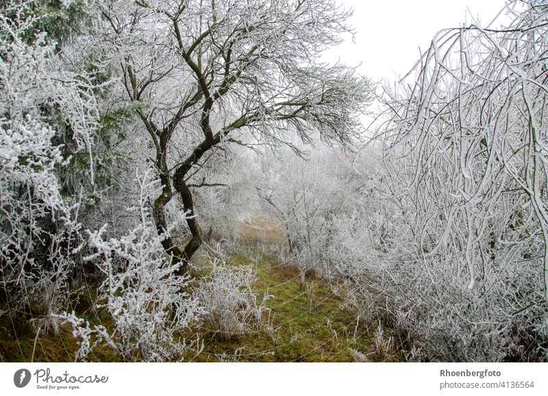 narrow path through a fairytale winter forest Winter Nature Landscape December January Cold chill Precipitation Temperature Change in the weather off wise Lawn