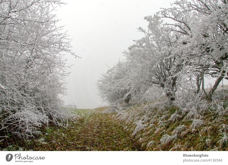 The path leads out of the white winter fairy tale forest.... Winter Fairy tale Forest trees Tree woody Plant Landscape White Green Nature Environment Climate