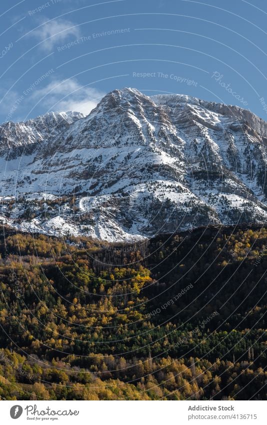 Snowy mountain and autumn forest snow colorful sunny slope peak landscape nature spectacular blue sky season environment scenic foliage woods rock scenery range