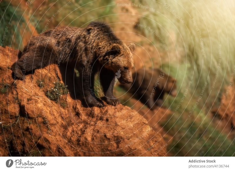 Brown bears on hill in forest brown slope nature animal wood wild sunny summer mammal calm idyllic peaceful daytime stand harmony creature specie natural