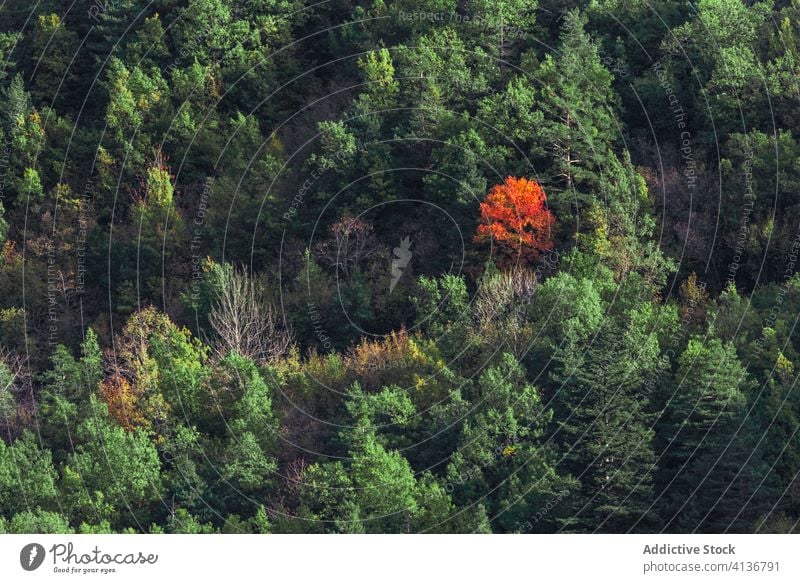 Autumn tree in the forest autumn hill cold nature picturesque orange yellow green weather slope environment season landscape tranquil countryside scenic fall