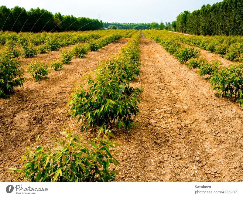 Row of Eucalyptus tree in the farm eucalyptus field green agriculture row plant nature tropical background forest landscape outdoor wood environment branch