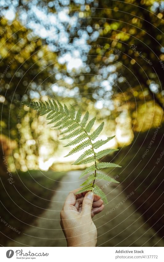 Crop unrecognizable person holding fern leaf idyllic harmony forest show vegetation environment botany ecology foliage flora daytime elastic large natural