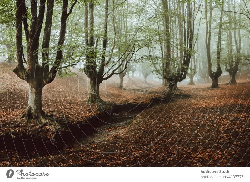 Big tree with large branches near creek in park trunk foliage stream woodland harmony idyllic nature autumn scenery untouched picturesque forest calm silent