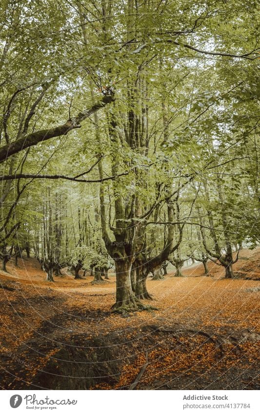 Big tree with large branches in autumn park trunk foliage woodland harmony idyllic nature scenery untouched picturesque forest calm silent scenic serene peace