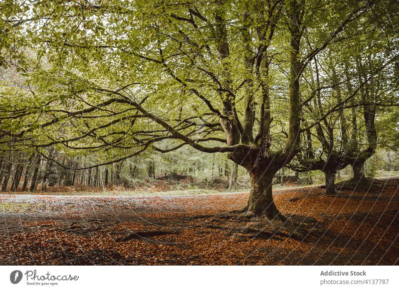 Big tree with large branches in autumn park trunk foliage woodland harmony idyllic nature scenery untouched picturesque forest calm silent scenic serene peace