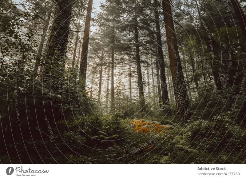 Foggy forest with trees and fern plants morning woods fog nature landscape mist tranquil mystery biscay basque country spain calm woodland green tall scenic