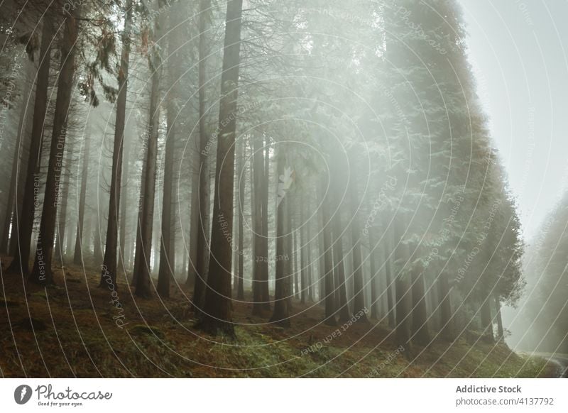 Foggy forest with trees and plants fog morning woods nature landscape mist tranquil mystery biscay basque country spain fern calm woodland green tall scenic