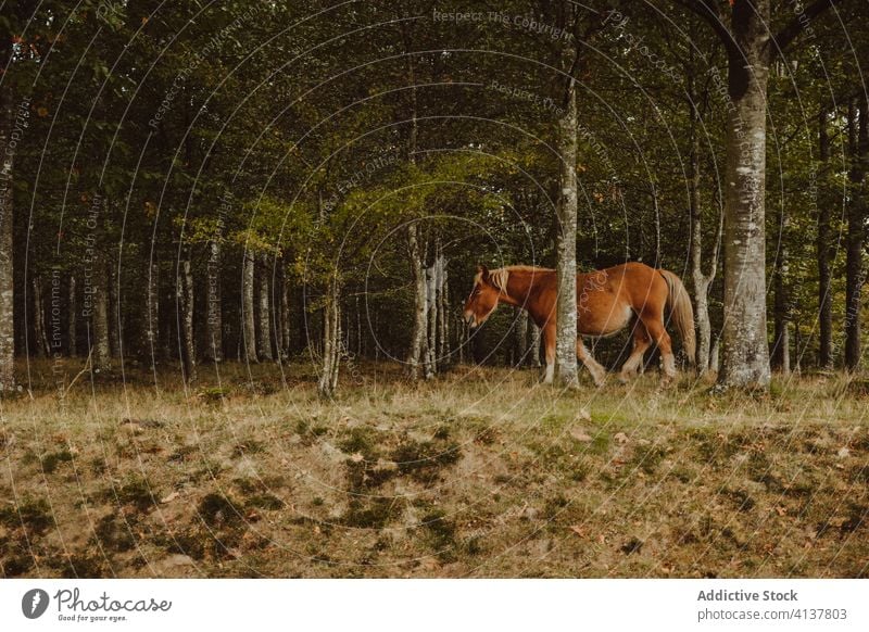 Horse grazing in pasture in forest horse graze tree grassland field animal purebred stallion equine landscape breed chestnut mare scenery ranch