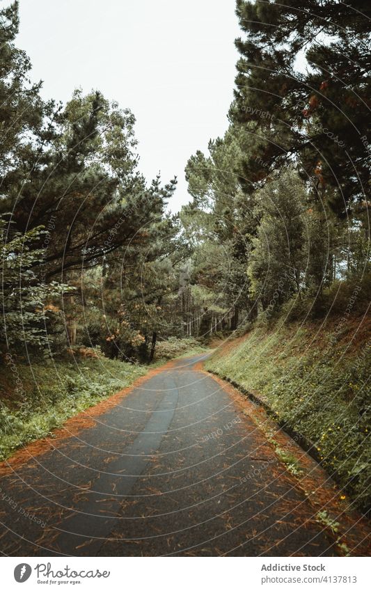 Asphalt narrow path near forest in afternoon road woodland hill wanderlust picturesque scenic nature countryside asphalt tree walkway idyllic scenery harmony