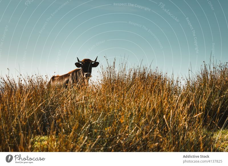 Cow grazing in pasture surrounded by mountains under cloudy sky cow graze grass forest idyllic mammal cattle countryside rural landscape grassland field animal