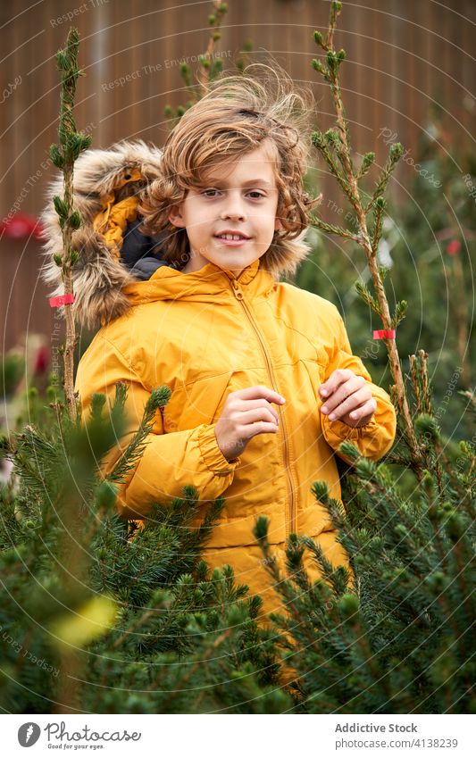 Beautiful blond boy with yellow jacket buying his Christmas tree smiling find outside pine snowy boys childhood walking seasonal brothers young youth together