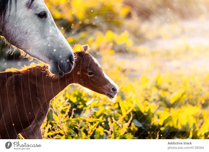 White horse with foal walking on nature grazing lawn animal field farm grass summer white pasture baby stallion rural equine equestrian group mother mammal herd